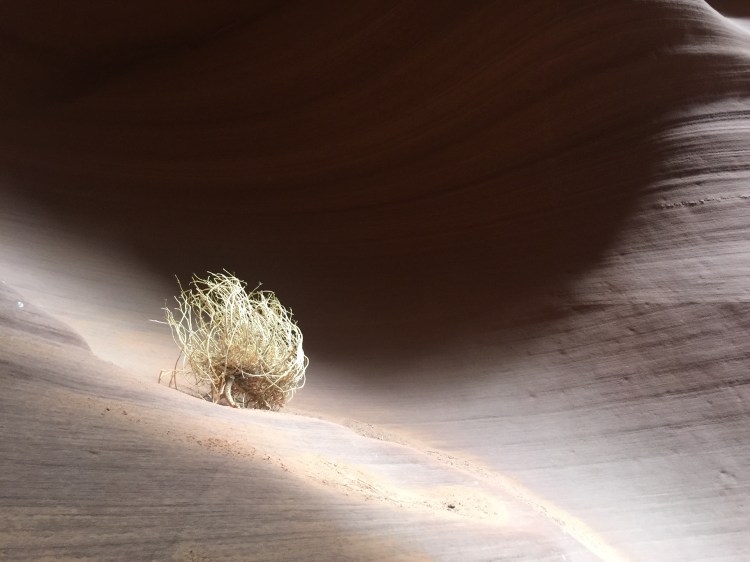 31595744581_d0ce18bfa3_o